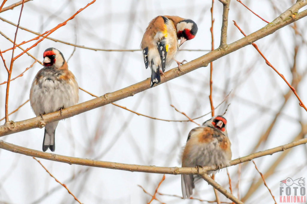 natura przyroda ptak ptaki szczygieł szczygły na deszczu deszcz pogoda