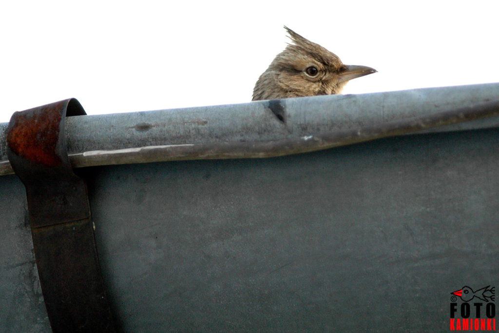natura przyroda ptak ptaki dzierlatka dzierlatki z czubem czubkiem