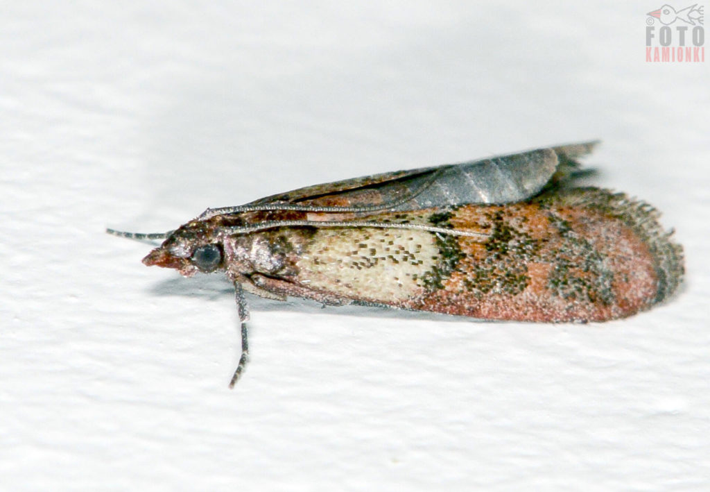 natura przyroda owad owady mól spożywczy mole spożywcze w kuchni kuchnia