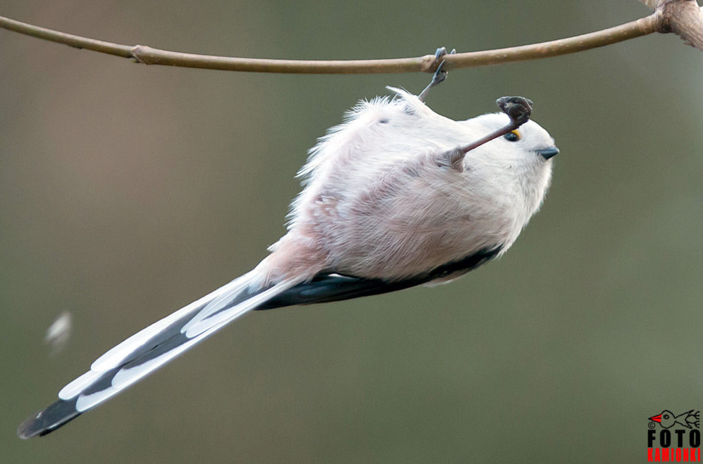 natura przyroda ptak ptaki raniuszek raniuszki akrobata na gałęzi gałązce brzozy brzoza