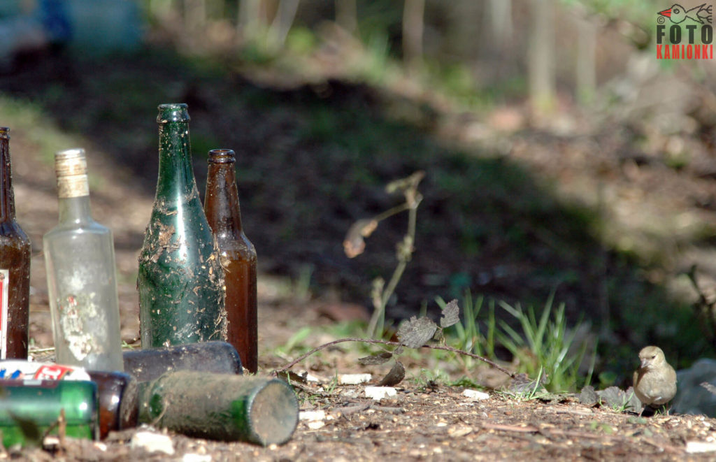 natura przyroda ptak ptaki zięba zięby śmieci szkło w lesie las dzikie wysypisko dzikie wysypiska wysypisko smieci butelka butelki szkło alkoholizm picie alkoholu w lesie zięba zięby