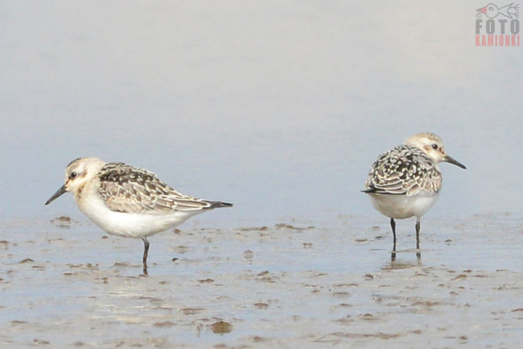 natura przyroda ptak ptaki piaskowiec piaskowce odloty ptaków przyloty migracja migracje ptasie wodne