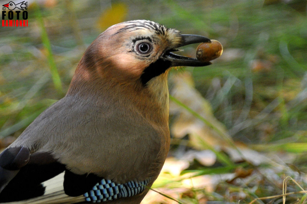 natura przyroda ptak ptaki sójka sójki żołądź żołędzie dąb dęby dębów owoc owoce pożywienie ptaków sójki wybiera się za morze odloty przyloty ptaków
