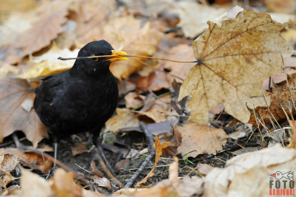natura przyroda ptak ptaki kos kosy samiec kosa liście jesienne pożywienie żywność robak robaki szukają robaków pożywienia