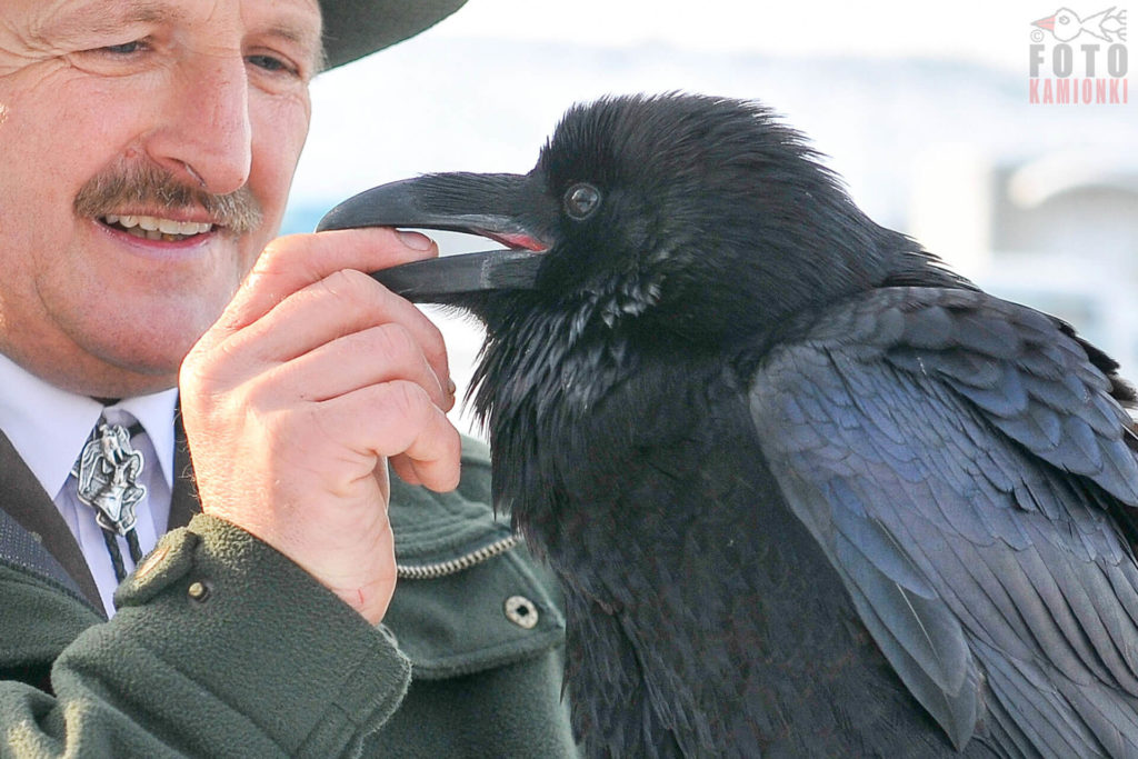 natura przyroda ptak ptaki wigilia mądre ptactwo mądrość krukowate kruki sokolnik sokolnicy praca sokolnika kruk odstraszanie ptaków praca sokolika sokolnicy