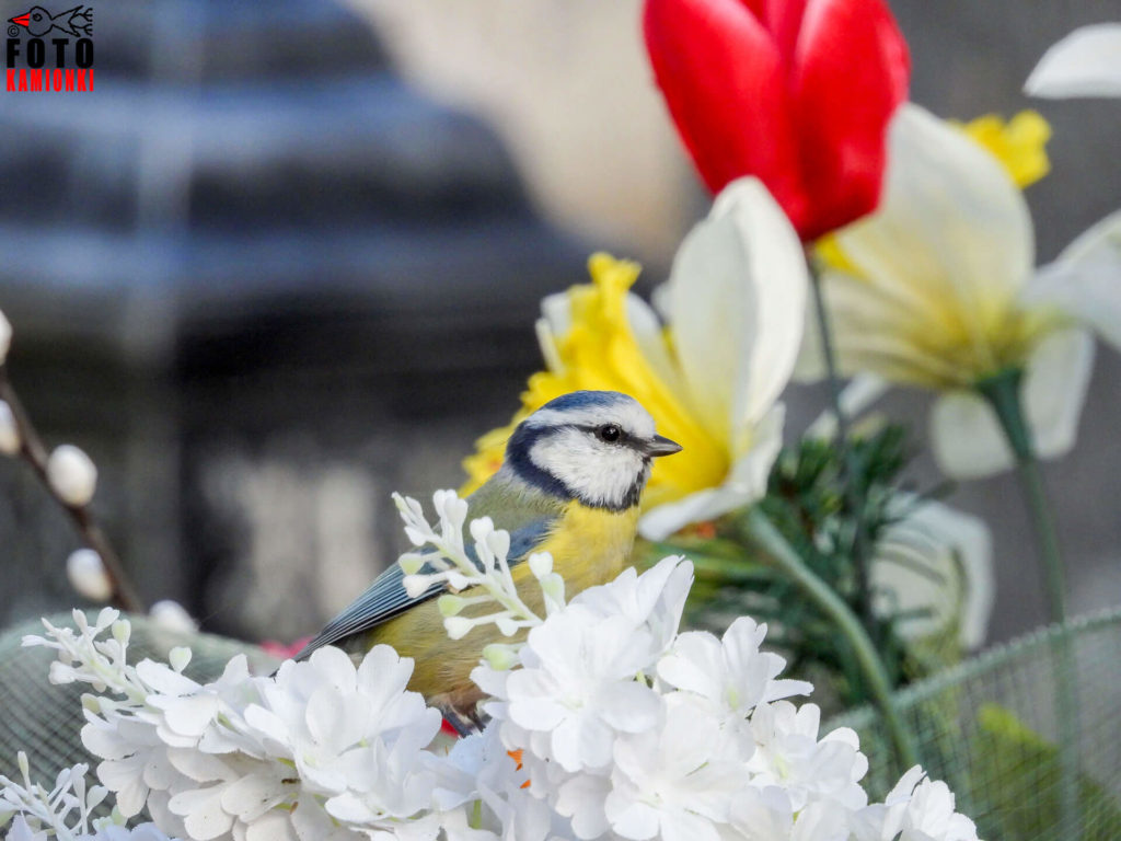 natura przyroda ptak ptaki sikora sikory sikorka sikorki modraszka modraszki modre modra na cmentarzy cmentarz plastikowe kwiaty plastikowy kwiat sztuczne sztuczne kwiatki