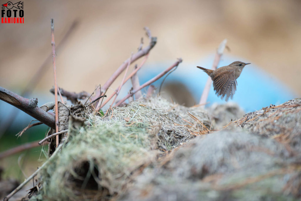 natura przyroda ptak ptaki strzyżyk strzyżyki