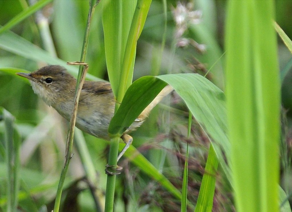 natura przyroda ptak ptaki trzcinniczek trzcinniczki