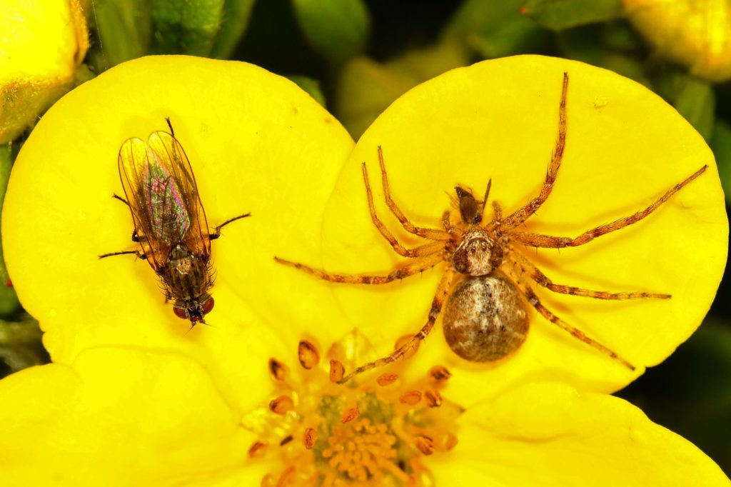 natura przyroda owad owady pająk pająki kwietnik kwietniki kwiat kwiaty polowanie na polowaniu poluje na muchę