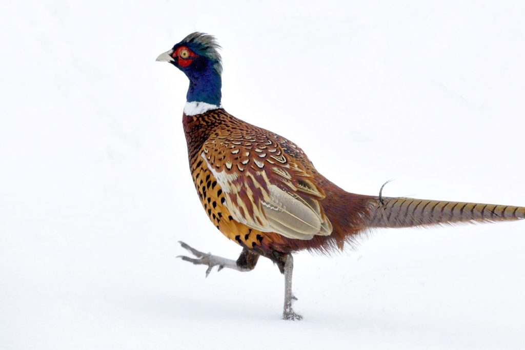 natura przyroda ptak ptaki zima mróz śnieg śniegi kolorowy bażant kolorowe bażanty samczyk samiec bażanta