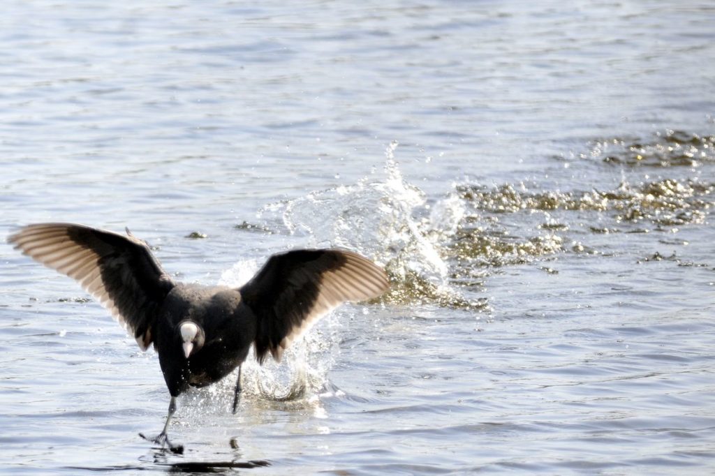 natura przyroda ptak ptaki łyska łyski bieg biega biegająca łyska