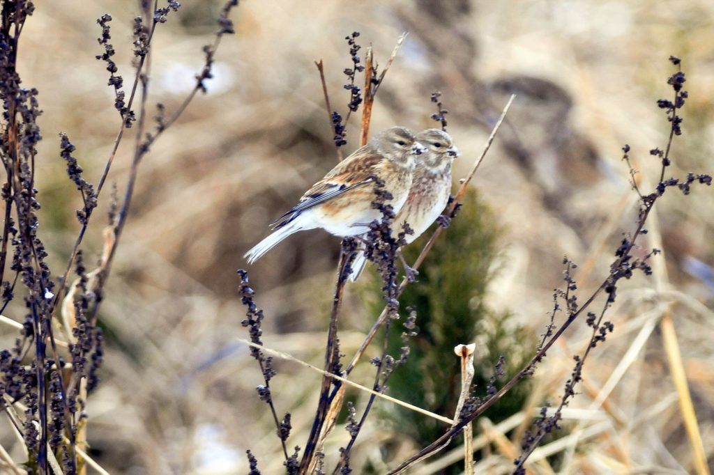 natura przyroda ptak ptaki makolągwa makolągwy rzadki rzadko spotykane nasiona traw pożywienie ptaków żywność
