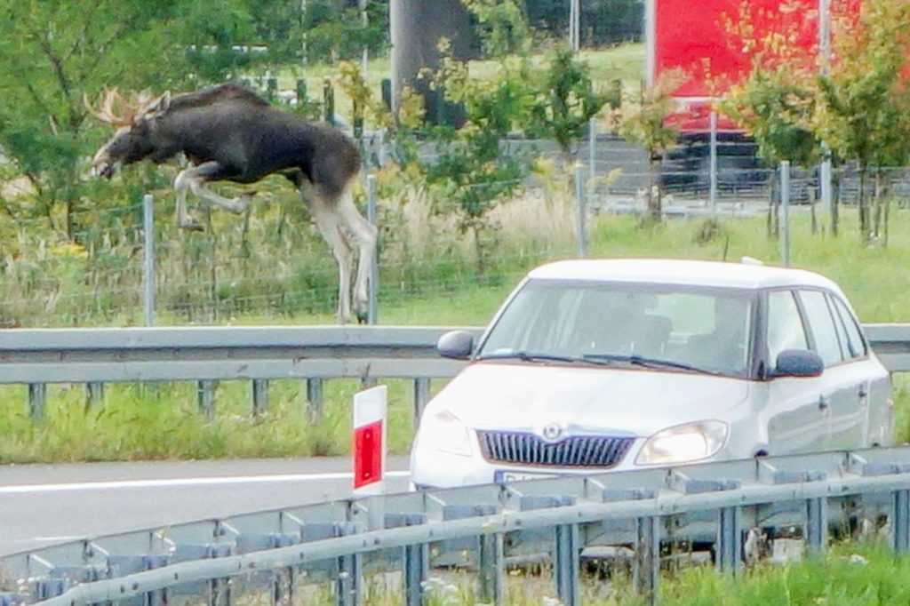natura przyroda dzikie zwierzę zwierzęta łoś łosie na drodze autostrada autostradzie autostradach jezdnie drogach wbiega wbiegł pod samochód trasie trasa przy autostradzie drogach drodze