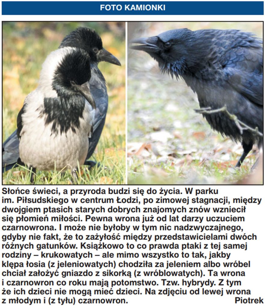 natura przyroda ptak ptaki czarnowron wrona siwa wiosna miłość para hybryda hybrydy