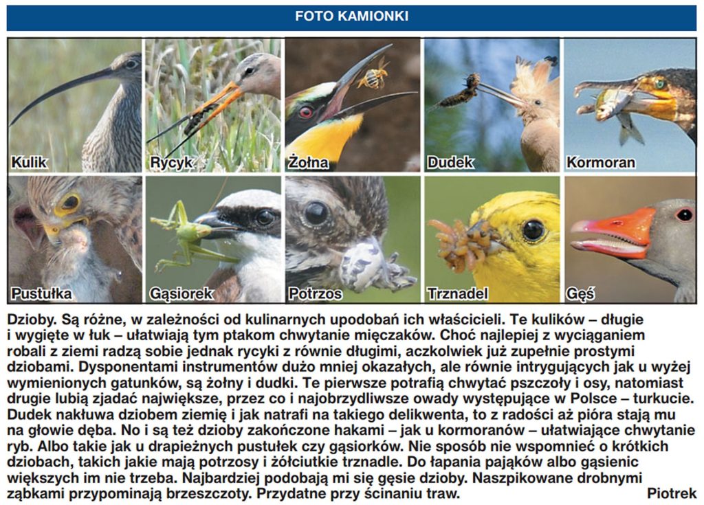 natura przyroda ptak ptaki dziób dzioby ptaka ptaków kształt dzioba kształty różne żywność pożywienie ptaków jedzenie zdobywanie pożywienia owady owadów