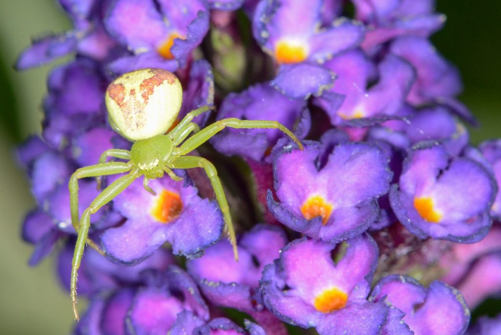 natura przyroda pająk pająki pajęczak pajęczaki polski kameleon kwietnik kwietniki pająk pająki kwiat kwiaty ogrodowe ogrodowy budleja dawida na budlei dawida polują polowanie świat pająków
