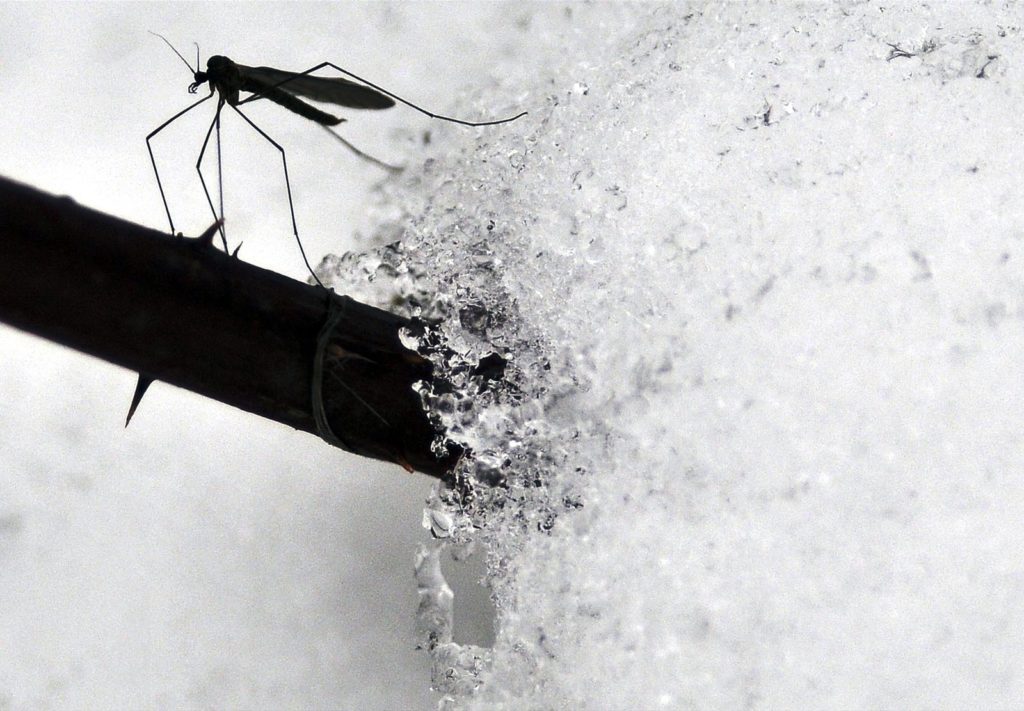 natura przyroda owad owady muchówka zimieniowata muchówki zimieniowate zima śnieg mróz mrozy