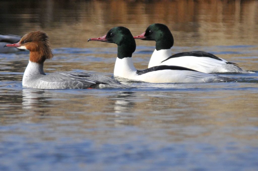 natura przyroda ptak ptaki nurogęś nurogęsi