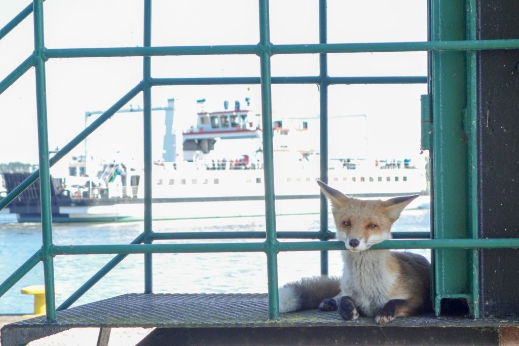 natura przyroda dzikie zwierzę zwierzęta lis lisy las w lesie blisko ludzi podchodzą człowieka dokarmiają dokarmianie dzikich zwierząt dokarmiane wśród ludzi żyją lis lisy