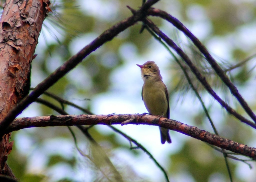 natura przyroda ptak ptaki zaganiacz zaganiacze wiosna