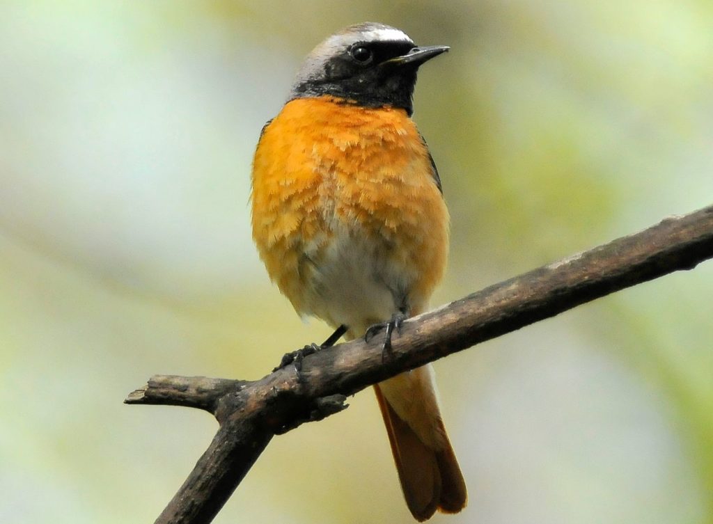 natura przyroda ptak ptaki samiec samczyk pleszka pleszki najpiękniej ubarwiony wybarwiony ptak polski ptaki ptaszek