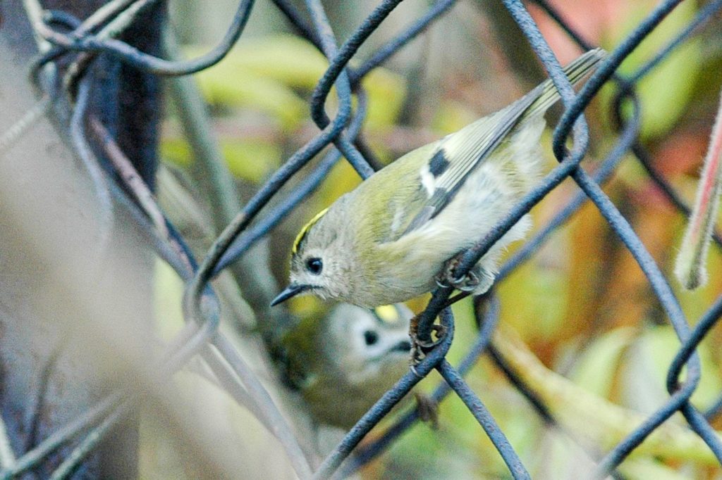 natura przyroda ptak ptaki mysikrólik mysikróliki ogrodzenie siatka siatkowe