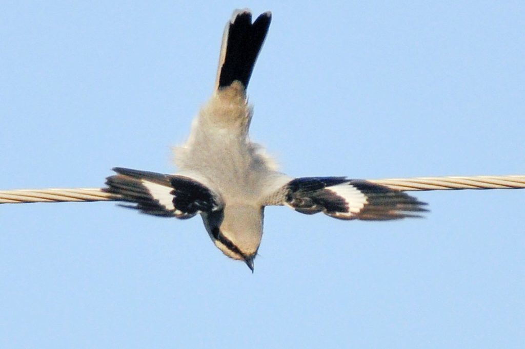 natura przyroda ptak ptaki drapieżne drapieżny drapieżniki polowanie srokosz srokosze