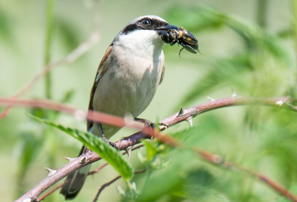 natura przyroda ptak ptaki drapieżne polski w polsce drapieżnik drapieżniki drapieżny świerszcz świerszcze ze świerszczem upolował świerszcza owad owady polowanie gąsiorek gąsiorki