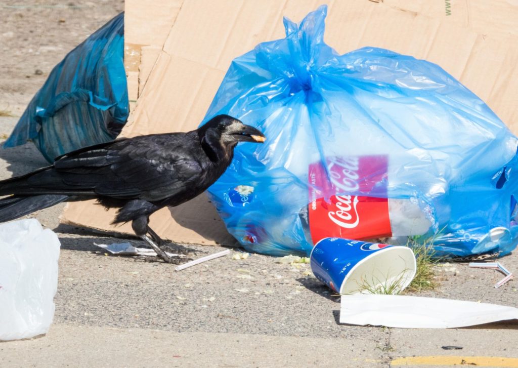 natura przyroda ptak ptaki gawron gawrony inteligentne inteligencja ptaków śmieci dzikie wysypisko dzikie wysypiska selektywna zbiórka odpadów ekologia selekcja segregowanie śmieci segregacja gawron gawrony