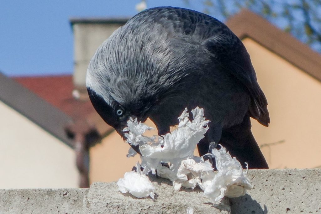 natura przyroda ptak ptaki kawka kawki glapa glapy gniazdo gniazda materiał na chusteczka higieniczna chusteczki higieniczne