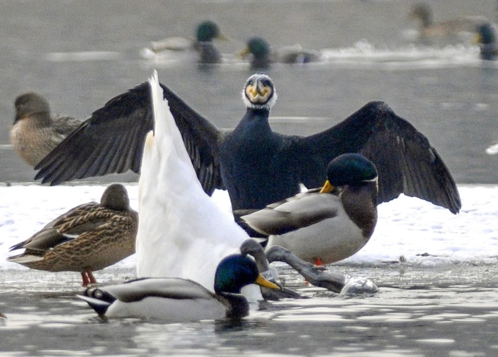 natura przyroda ptak ptaki kormoran kormorany wyspa kormoranów na rzece warta na warcie zima zimą śnieg zimowa aura