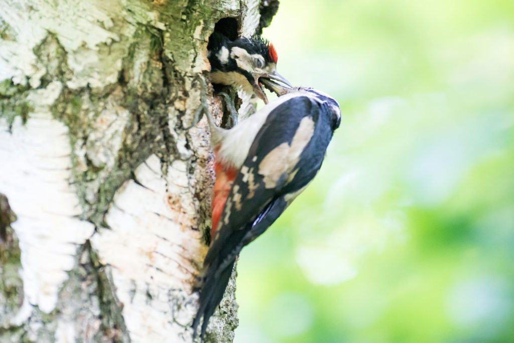 natura przyroda ptak ptaki dzieciol duzy dziecioly duze pstre pstry dziupla mlode w dziupli dziuplach piskleta pisklaki mlode gniazdo gniazdowanie gniazda dzięcioł duży dzięcioły duże karmienie karmią macieżyństwo
