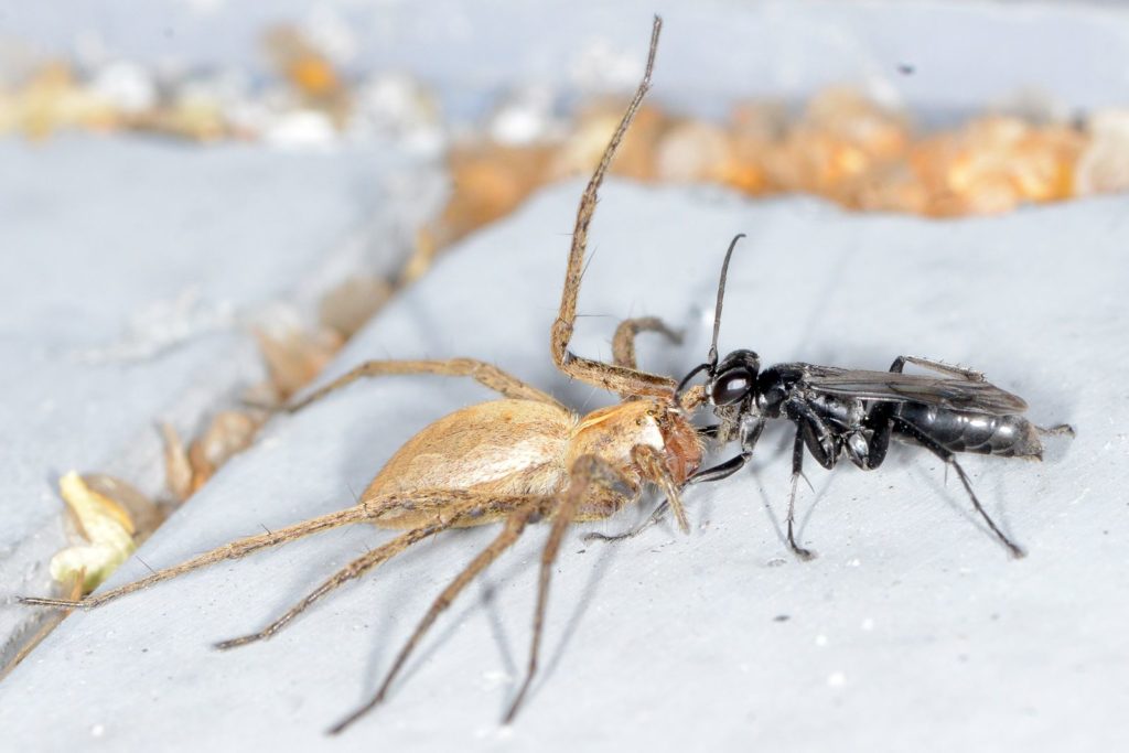 natura przyroda owad owady pająk pająki swędosz pajęczarz