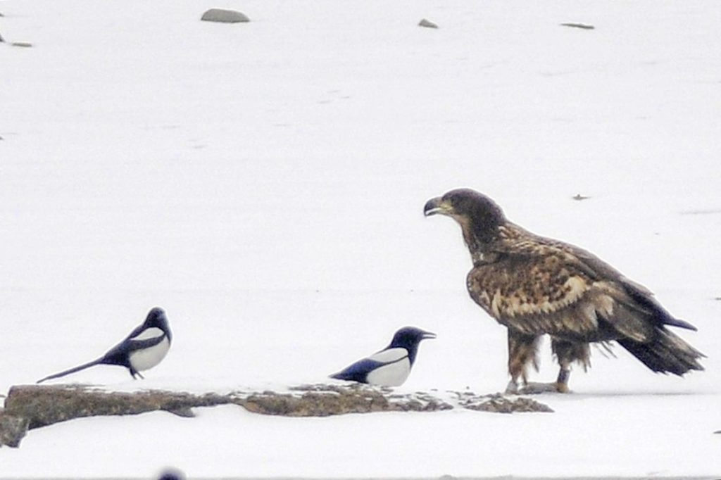 natura przyroda ptaki ptaki zima śnieg mróz mrozy sroka sroki bielik bieliki przy padlinie padlina