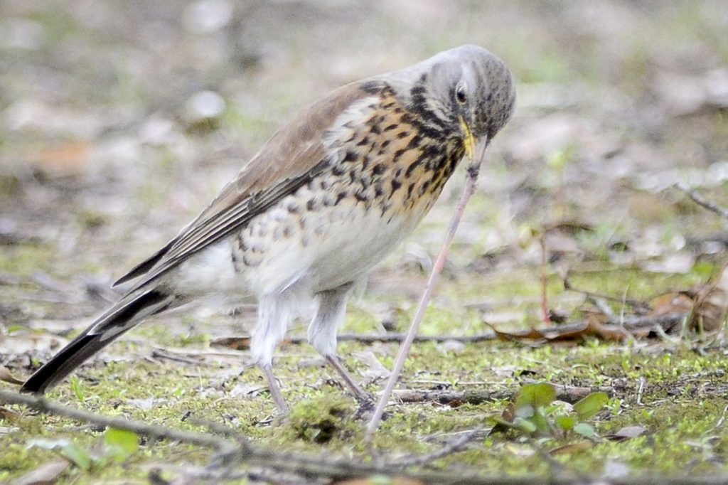 natura przyroda ptak ptaki kwiczoł kwiczoły dżdżownica dżdżownice robal robale glista glisty robal robale robak robaka robaki ptak ciągnie pożywienie znalazł w ziemi dżdżownicę