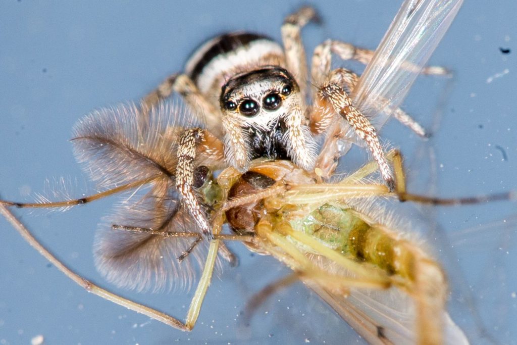 natura przyroda pająk pająki pajęczak pajęczaki skakun skakuny polowanie pająków upolował polowanie polowanie komar na owad owady
