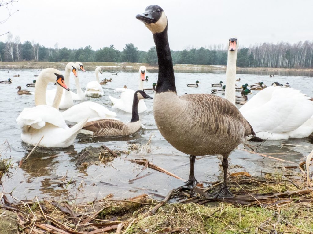 natura przyroda ptak ptaki obce bernikla kanadyjska łabędź niemy łabędzie nieme bernikla kanadyjska bernikle kanadyjskie rzeka na rzece warcie warta gatunek inwazyjny gatunki inwazyjne