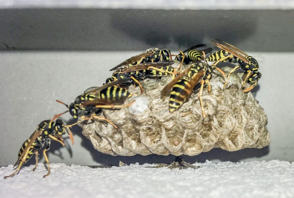 natura przyroda owad owady żądło żądła użądlenie użądlenia żądlące żądła żądło gniazdo gniazda osy os osa niebezpieczne dla człowieka