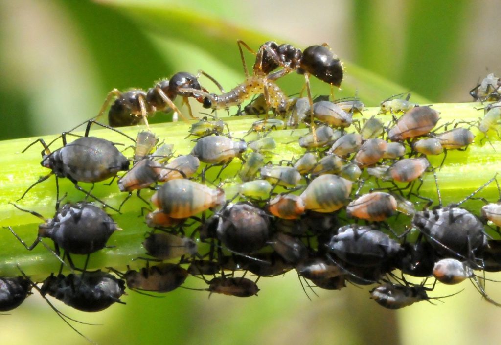 natura przyroda owad owady mrówki mrówka hodowla hodowle hodują mszyc mszyca mszyce mszyca pasożyt pasożyty pasożytnicze mszyca mszyce hurtnica czarna hurtnice czarne