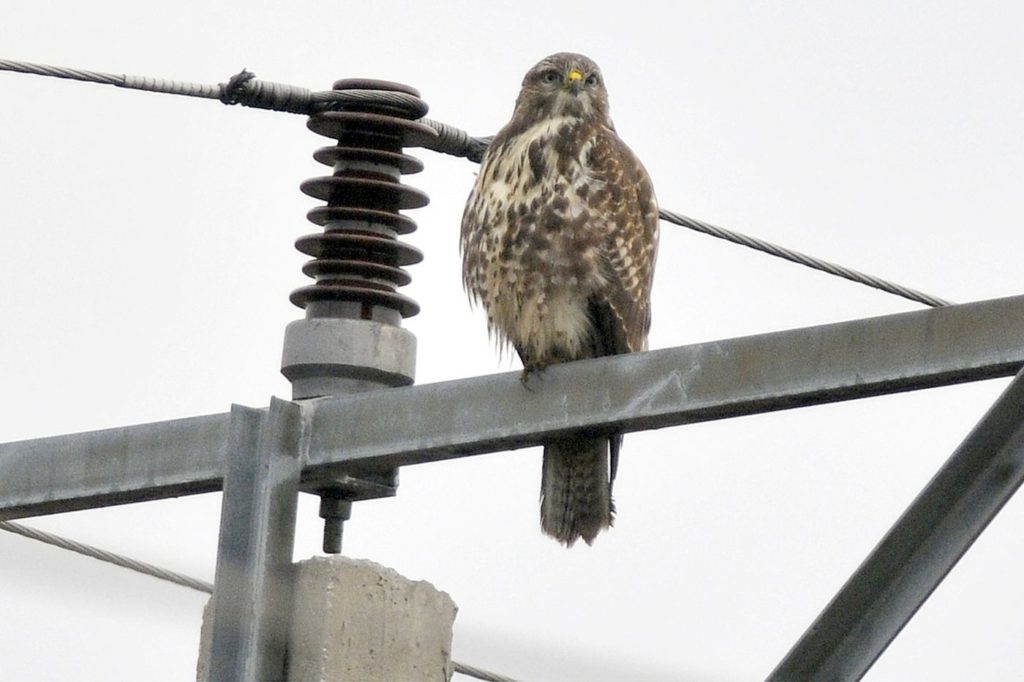 natura przyroda ptak ptaki na drucie drutach wysokiego napięcia na linii liniach elektrycznych elektrycznym słupie słupach myszołów myszołowy drapieżny drapieżne drapieżniki na słupie wysokiego napięcia elektrycznym