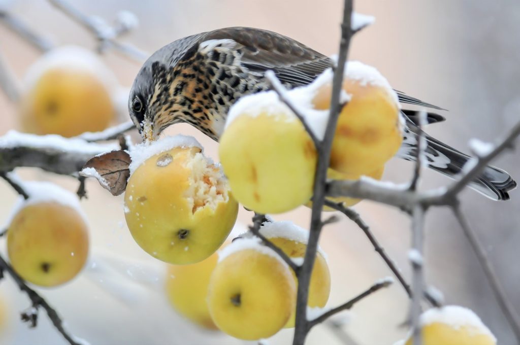 natura przyroda ptak ptaki łowny łowne kwiczoł kwiczoły na jabłoni jabłka jabłko jabłoń dziki dzikie sad sady jabłka zima mróz ziemne dni pożywienie ptaków ptaki zjada zajadają zjada zmrożone jabłka mrożonki zamrożone owoce kwiczoł kwiczoły stada kwiczołów