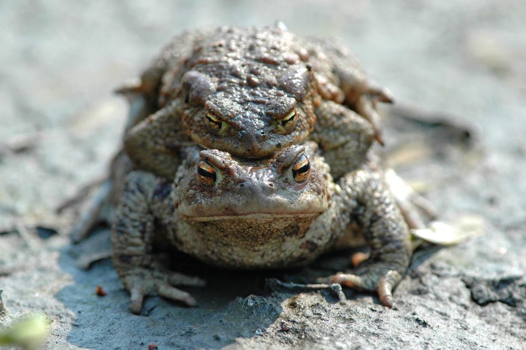 natura przyroda żaba żaby płaz płazy ropucha szara ropuchy szare rozmnażanie żab ropuch szarych miłość rozmnażają się rozmnażanie się żab