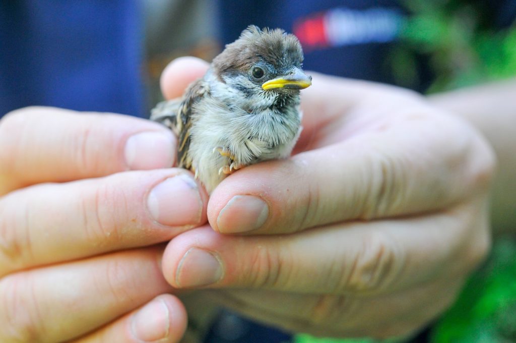 natura przyroda ptak ptaki wróbel mazurek pisklę wróbla mazurka