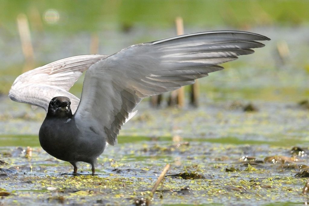 natura przyroda ptak ptaki rybitwa czarna rybitwy czarne skrzydła gniazdo gniazda gniazdowanie