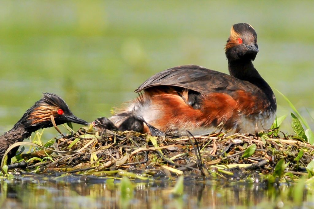 natura przyroda ptak ptaki wodny wodne chronione pod ochroną perkoz zausznik perkozy zauszniki perkoza zausznika perkozów zauszników gniazdo gniazda gniazdowanie pisklę pisklaki wyklucie na gnieździe bagno bagna karmienie młode młodych