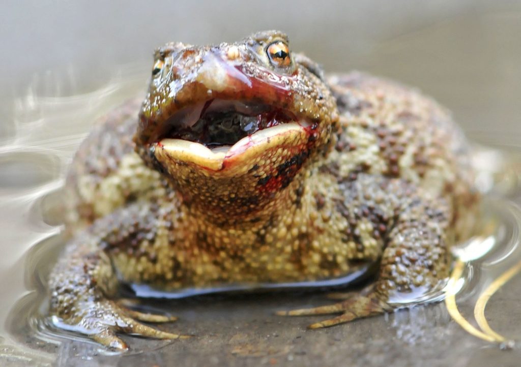 natura przyroda płaz płazy żaba żaby ropucha szara ropuchy szare kałuża w kałuży siedzi