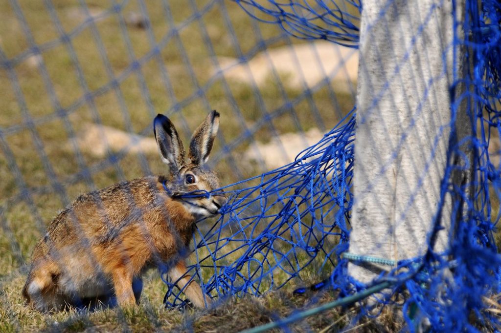 natura przyroda dzika zwierzyna dzikie zwierzęta zając zające na polu pole uprawne szaraki szarak