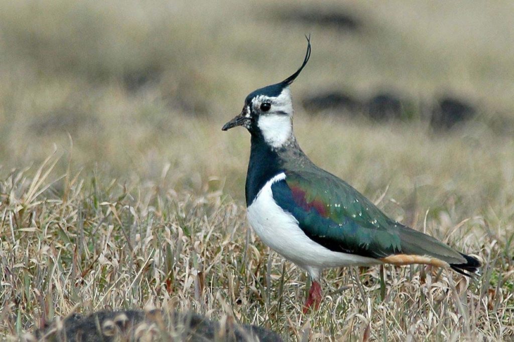 natura przyroda zwiastun wiosny czajka czajki
