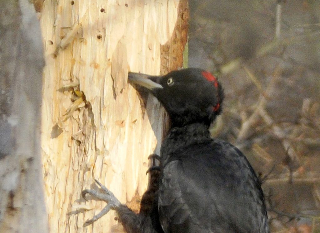 natura przyroda ptak ptaki dzięcioł czarny dzięcioły czarne język dzięcioła czarnego lekarz drzew kornik korniki las w lesie