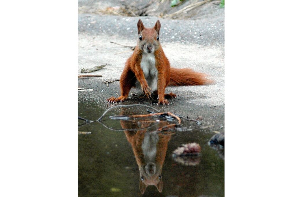 natura przyroda ssak ssaki wiewiórka wiewiórki piją wodę picie wody pragnienie z kałuży kałuża kałuże spijają wodę z kałuż